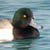 Greater Scaup