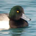 Greater Scaup