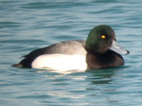 Greater Scaup