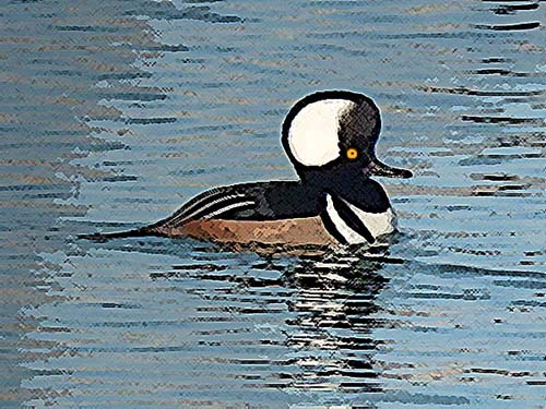 Hooded Merganser