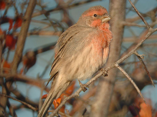 House Finch
