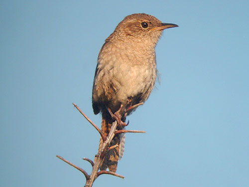 House Wren
