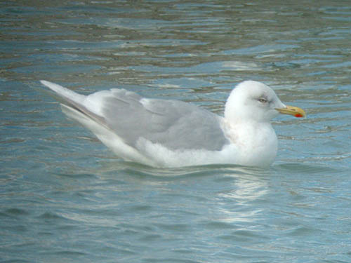 "Kumlien's" Iceland Gull (adult)