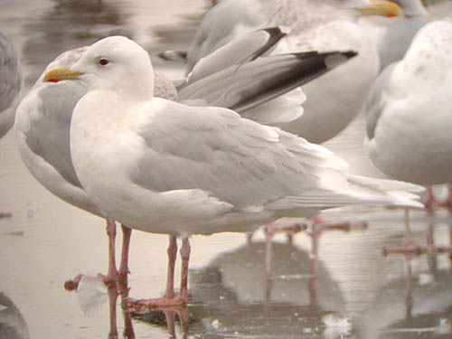 "Kumlien's" Iceland Gull (adult)