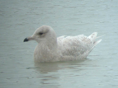 "Kumlien's" Iceland Gull (first year)