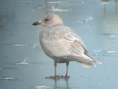 "Kumlien's" Iceland Gull (first year)