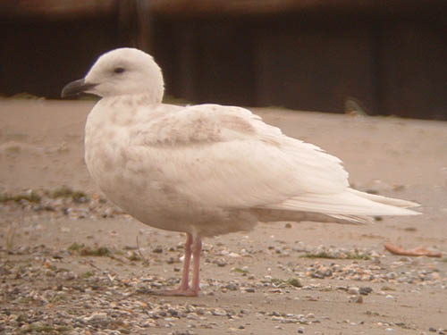 "Kumlien's" Iceland Gull (first year)