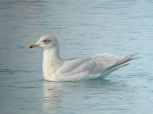 "Kumlien's" Iceland Gull (second year)