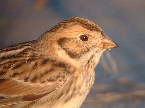 Lapland Longspur