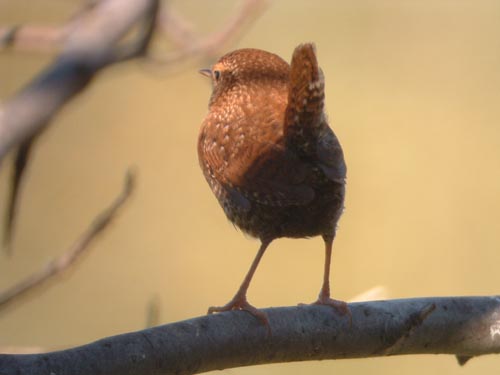 Late Fall 2004 Photo Quiz