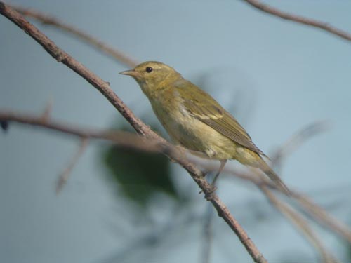 Late Fall 2005 Photo Quiz