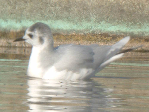 Late 2008 Photo Quiz