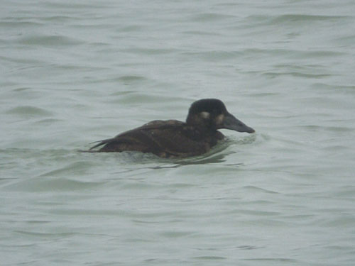 Late Fall 2009 Photo Quiz