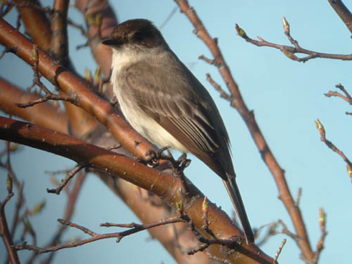 Late Spring 2004 Photo Quiz