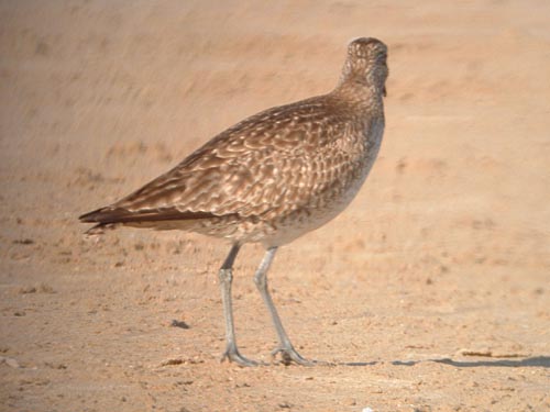 Late Spring 2005 Photo Quiz