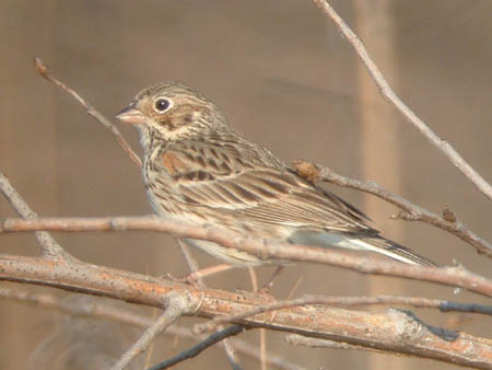 Late Spring 2006 Photo Quiz