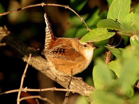 Late Spring 2007 Photo Quiz