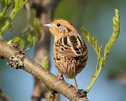 Late Spring 2008 Photo Quiz