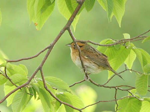 Late Spring 2009 Photo Quiz