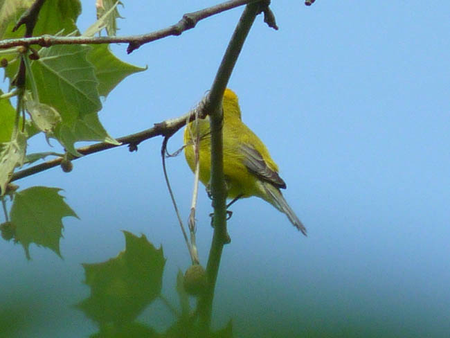 Late Spring 2010 Photo Quiz