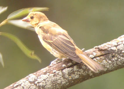 Late Summer 2004 Photo Quiz