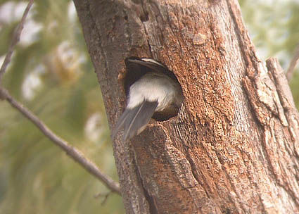 Late Summer 2004 Photo Quiz