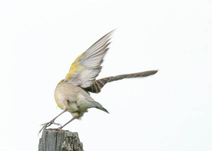 Late Summer 2004 Photo Quiz