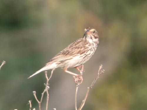 Late Summer 2005 Photo Quiz