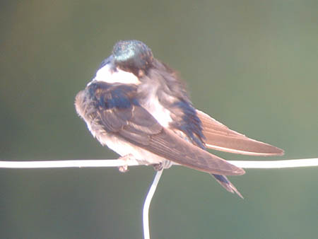 Late Summer 2006 Photo Quiz