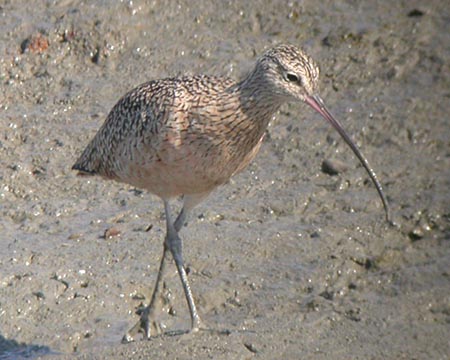 Late Summer 2007 Photo Quiz