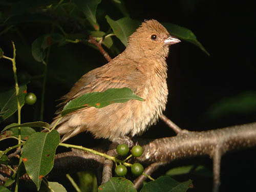 Late Summer 2009 Photo Quiz