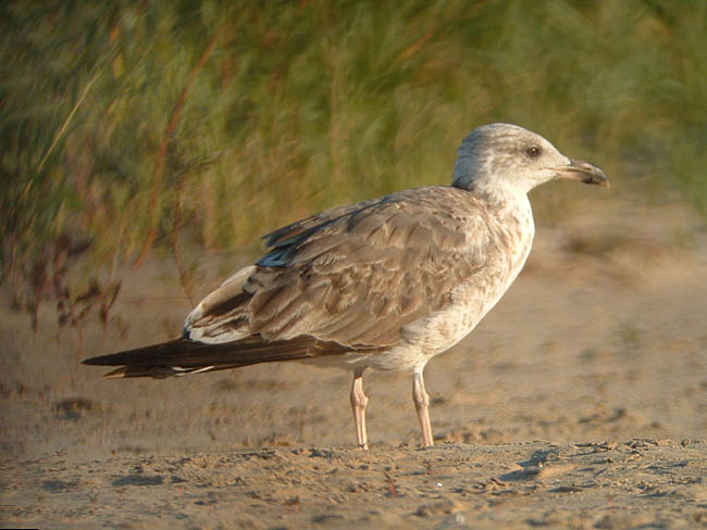 Late Summer 2010 Photo Quiz