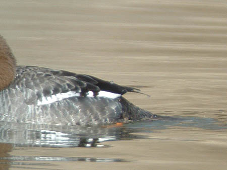 Late Winter 2007 Photo Quiz