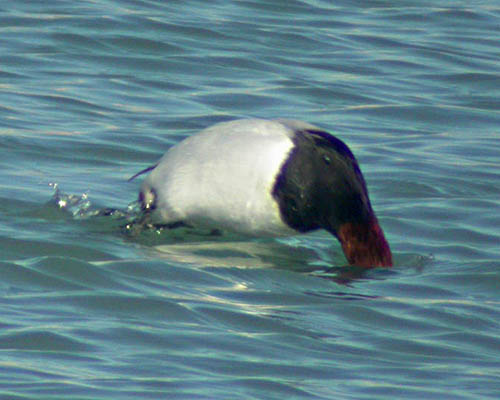 Late Winter 2008 Photo Quiz