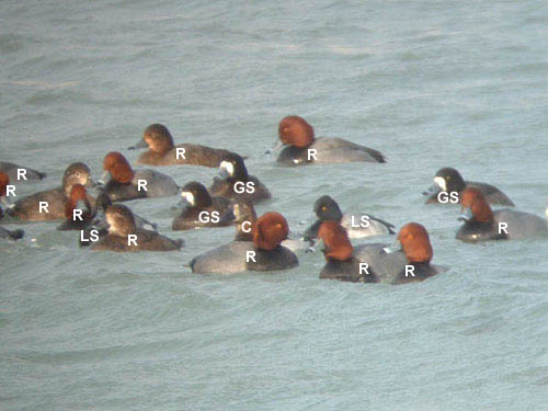 Late Winter 2009 Photo Quiz