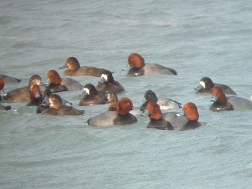 Late Winter 2009 Photo Quiz