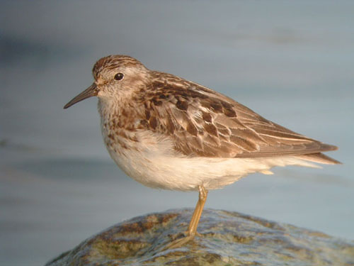Least Sandpiper