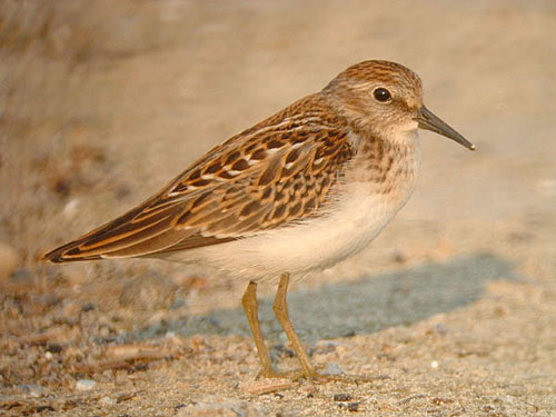 Least Sandpiper