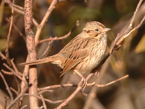 Lincoln's Sparrow