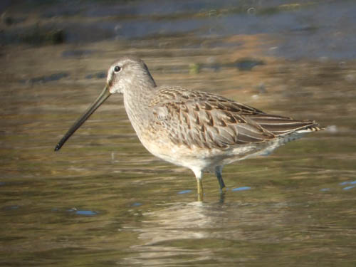 Long-billed Dowitcher