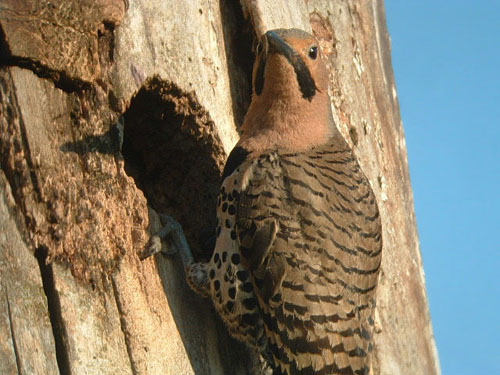 Northern Flicker