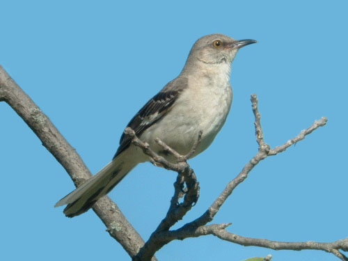 Northern Mockingbird