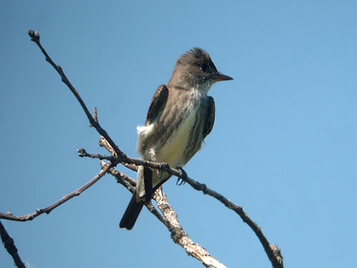 Olive-sided Flycatcher