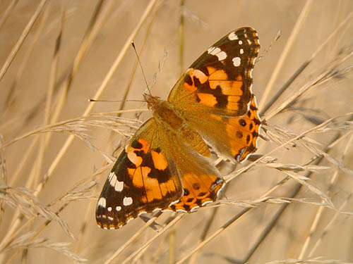 Painted Lady