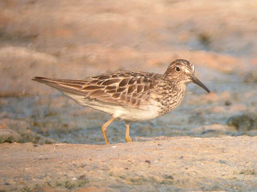 Pectoral Sandpiper