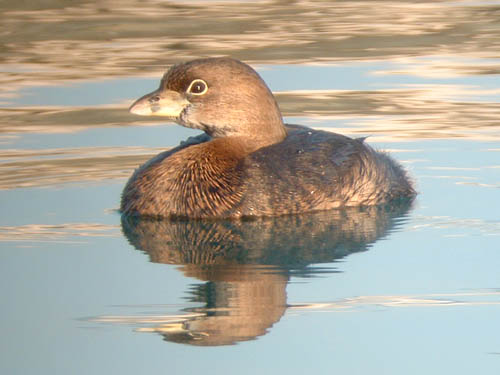 Pied-billed Grebe