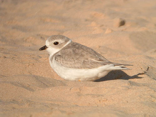 Piping Plover