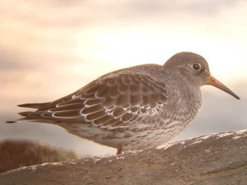 Purple Sandpiper
