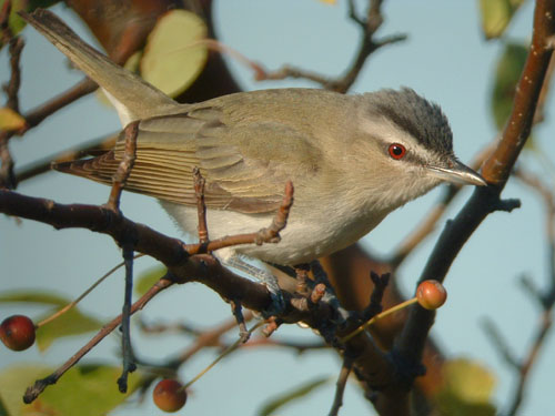 Red-eyed Vireo