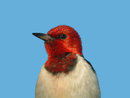 Red-headed Woodpecker